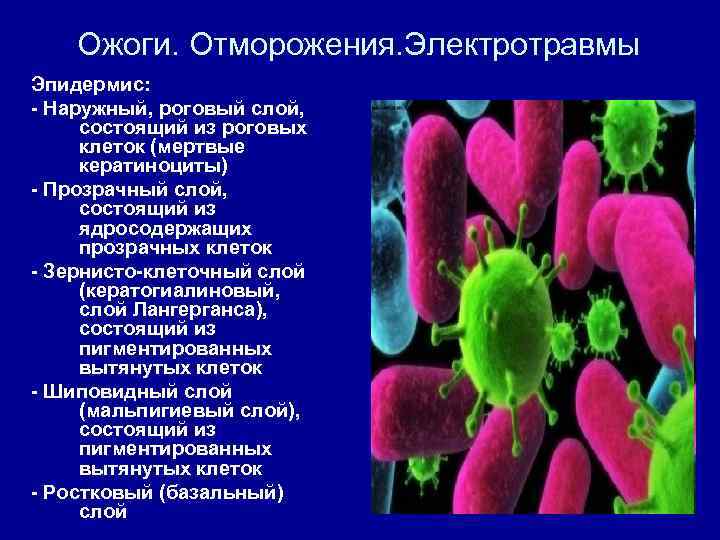 Ожоги. Отморожения. Электротравмы Эпидермис: - Наружный, роговый слой, состоящий из роговых клеток (мертвые кератиноциты)