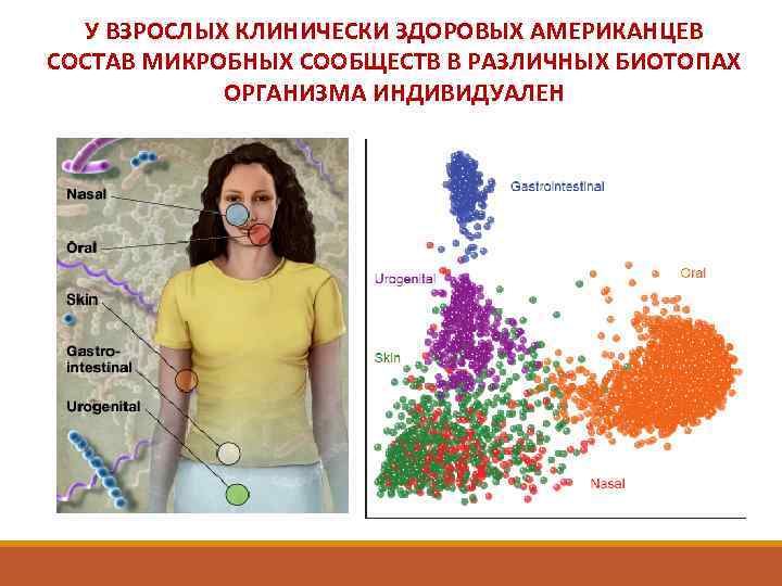 У ВЗРОСЛЫХ КЛИНИЧЕСКИ ЗДОРОВЫХ АМЕРИКАНЦЕВ СОСТАВ МИКРОБНЫХ СООБЩЕСТВ В РАЗЛИЧНЫХ БИОТОПАХ ОРГАНИЗМА ИНДИВИДУАЛЕН 