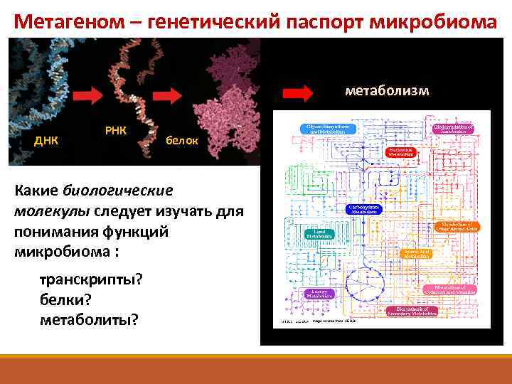 Метагеном – генетический паспорт микробиома метаболизм ДНК РНК белок Какие биологические молекулы следует изучать