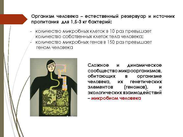 Организм человека – естественный резервуар и источник пропитания для 1, 5 -3 кг бактерий: