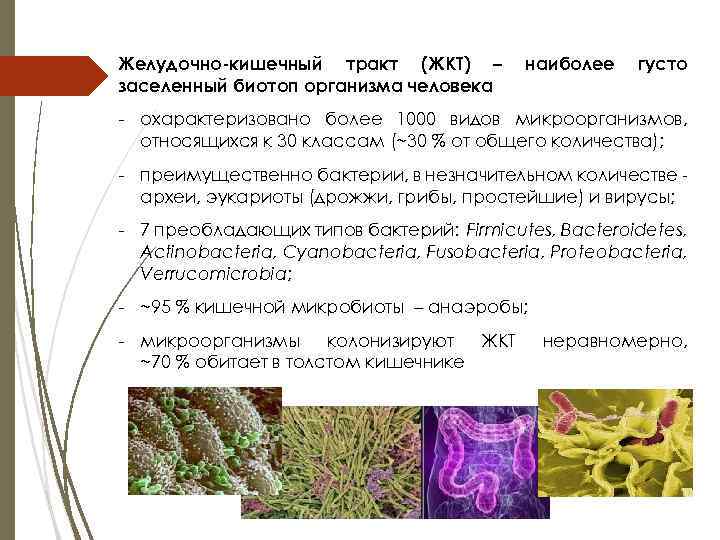 Желудочно-кишечный тракт (ЖКТ) – заселенный биотоп организма человека наиболее густо - охарактеризовано более 1000