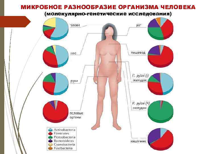 МИКРОБНОЕ РАЗНООБРАЗИЕ ОРГАНИЗМА ЧЕЛОВЕКА (молекулярно-генетические исследования) 
