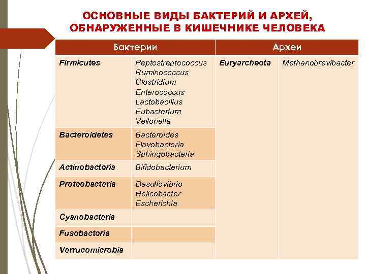 ОСНОВНЫЕ ВИДЫ БАКТЕРИЙ И АРХЕЙ, ОБНАРУЖЕННЫЕ В КИШЕЧНИКЕ ЧЕЛОВЕКА Бактерии Firmicutes Peptostreptococcus Ruminococcus Clostridium