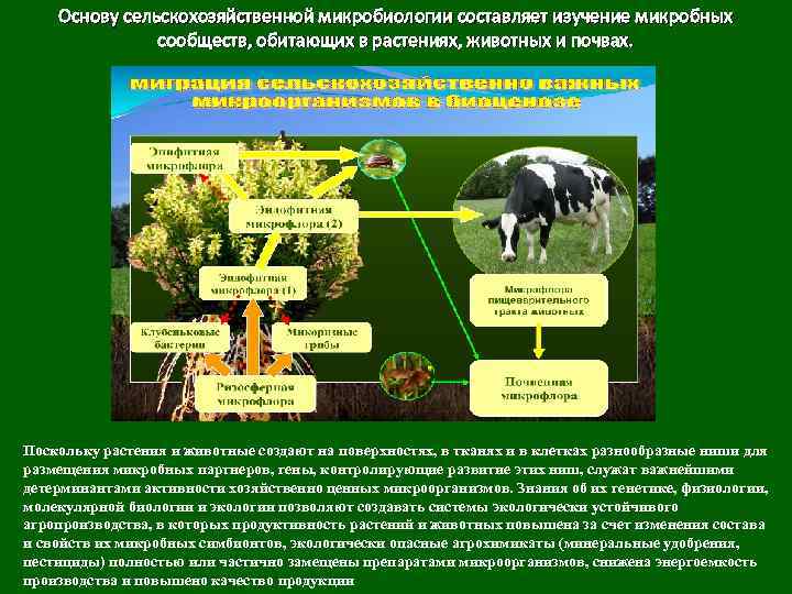 Доклад: Изменение численности физиологических групп почвенных микроорганизмов и биологической активности почв