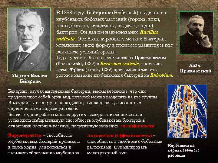 В 1888 году Бейеринк (Beijerinck) выделил из клубеньков бобовых растений (гороха, вики, чины, фасоли,