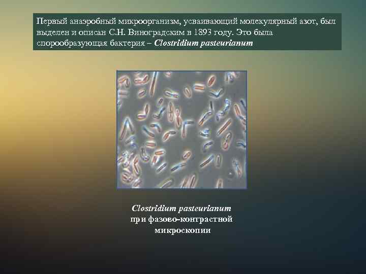 Первый анаэробный микроорганизм, усваивающий молекулярный азот, был выделен и описан С. Н. Виноградским в