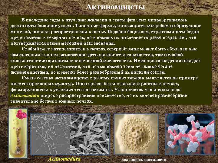 Почвенные бактерии это. Актиномицеты. Актиномицеты бактерии. Грибы и почвенные микроорганизмы. Актиномицеты распространение в природе.