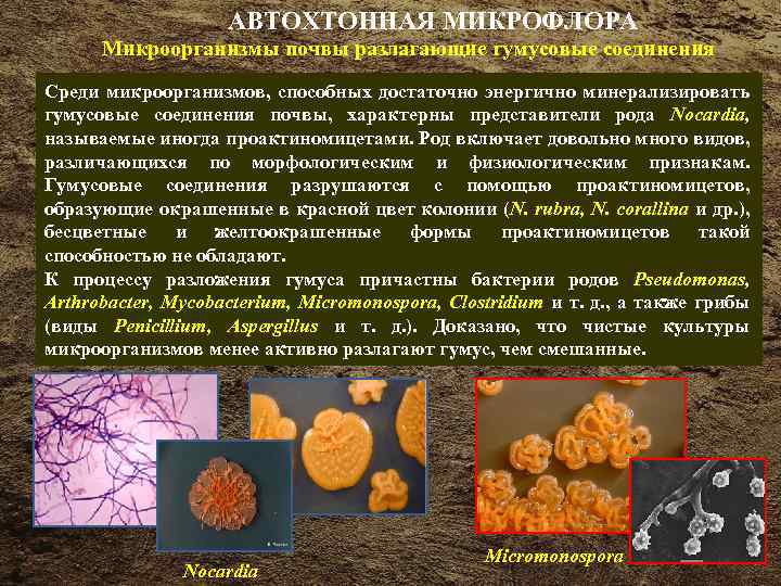 Роль бактерий в почве. Зимогенная микрофлора. Микрофлора почвы бактерии.