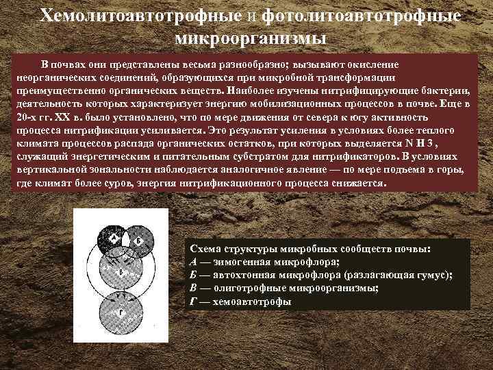 Хемолитоавтотрофные и фотолитоавтотрофные микроорганизмы В почвах они представлены весьма разнообразно; вызывают окисление неорганических соединений,