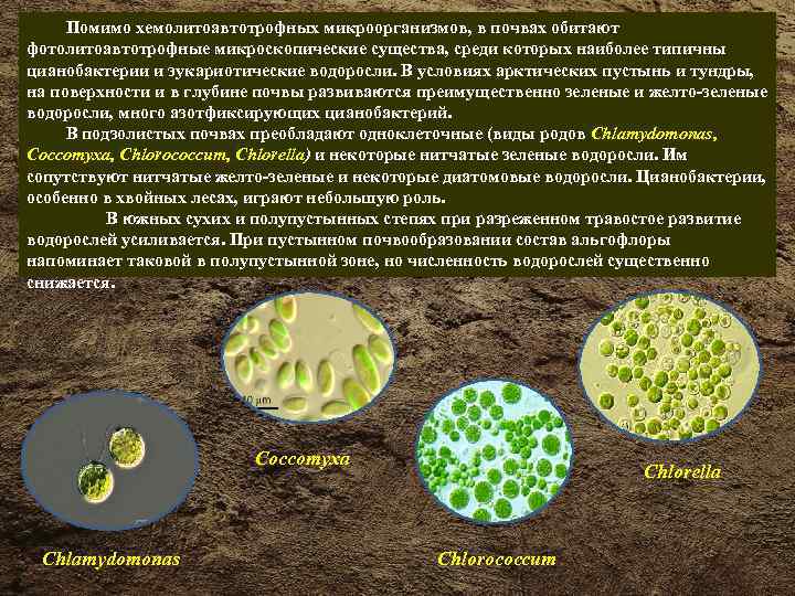 Микроорганизмы в почве. К какой группе относятся микроорганизмы обитающие