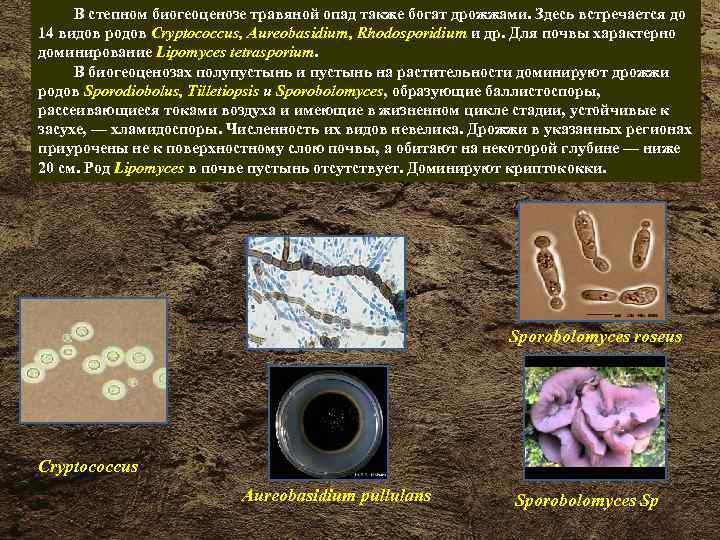 Микроорганизмы обитающие в почве относятся к группе. Бактерии которые обитают в почве. Почвенные микроорганизмы. Микрофлора почвы бактерии. Микроорганизмы в почве виды.