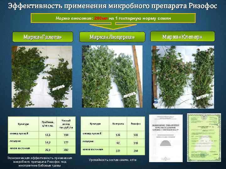 Эффективность применения микробного препарата Ризофос Норма внесения: 200 мл на 1 гектарную норму семян