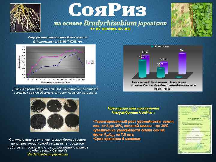 ТУ BY 100289066. 065 -2010 Содержание жизнеспособных клеток B. japonicum - 1, 44∙ 1010