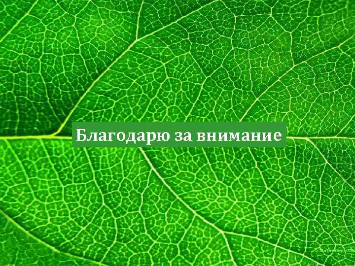 Благодарю за внимание 