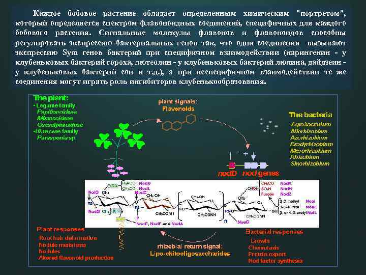 Каждое бобовое растение обладает определенным химическим "портретом", который определяется спектром флавоноидных соединений, специфичных для