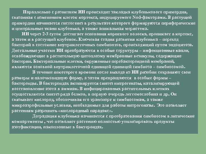 Параллельно с развитием ИН происходит закладка клубенькового примордия, связанная с изменением клеток кортекса, индуцируемого