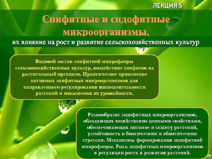 ЛЕКЦИЯ 5 Эпифитные и эндофитные микроорганизмы, их влияние на рост и развитие сельскохозяйственных культур