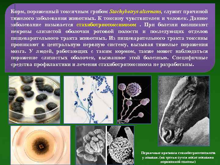 Корм, пораженный токсичным грибом Stachybotrys alternans, служит причиной тяжелого заболевания животных. К токсину чувствителен