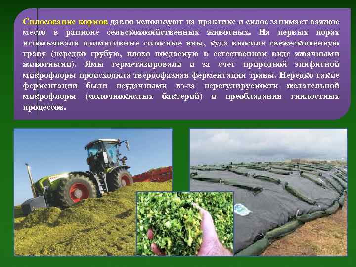 Силосование кормов давно используют на практике и силос занимает важное место в рационе сельскохозяйственных