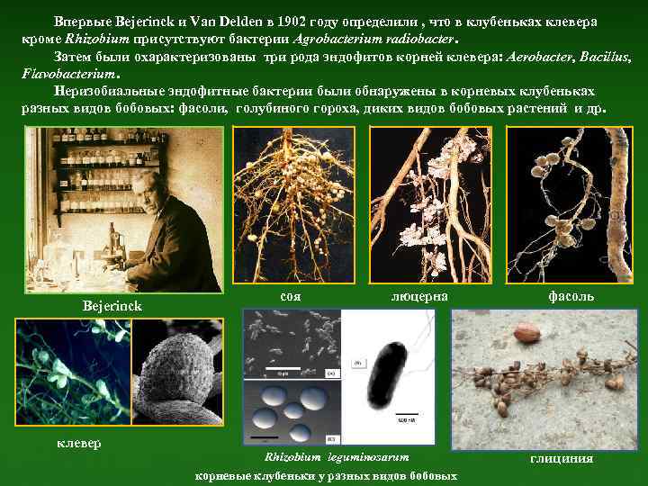 Впервые Bejerinck и Van Delden в 1902 году определили , что в клубеньках клевера