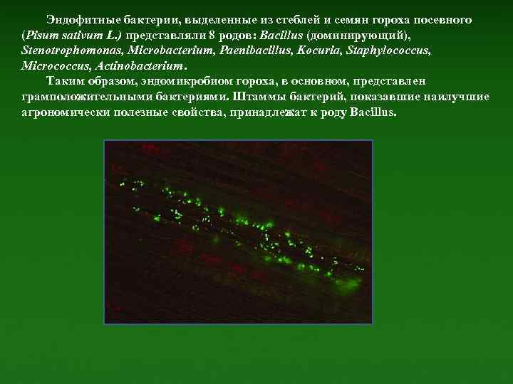 Эндофитные бактерии, выделенные из стеблей и семян гороха посевного (Pisum sativum L. ) представляли