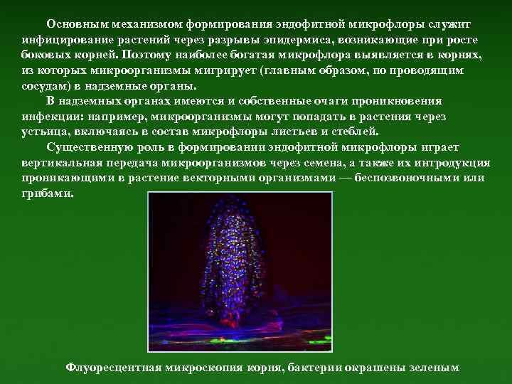 Основным механизмом формирования эндофитной микрофлоры служит инфицирование растений через разрывы эпидермиса, возникающие при росте
