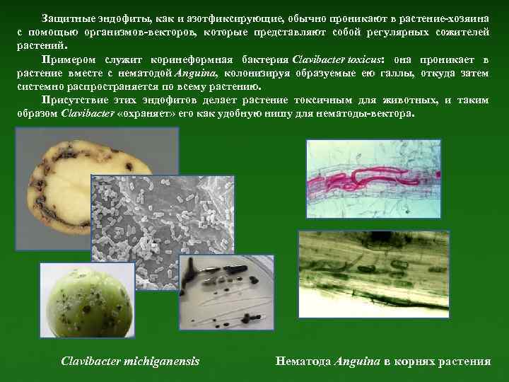 Защитные эндофиты, как и азотфиксирующие, обычно проникают в растение-хозяина с помощью организмов-векторов, которые представляют