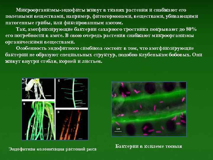 Растения и микроорганизмы