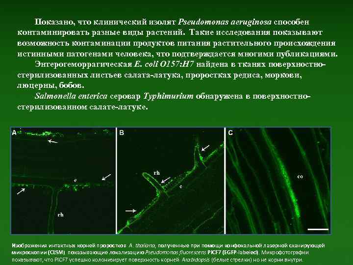 Показано, что клинический изолят Pseudomonas aeruginosa способен контаминировать разные виды растений. Такие исследования показывают