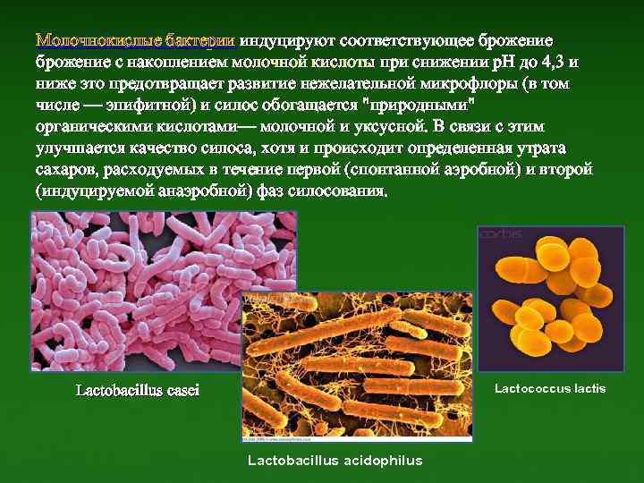 Бактерии молочнокислого брожения. Бактерии брожения: молочнокислые бактерии. Молочнокислые бактерии что сбраживают. Брожение микроорганизмов.