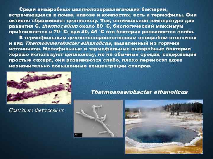 Среди анаэробных целлюлозоразлагающих бактерий, встречающихся в почве, навозе и компостах, есть и термофилы. Они