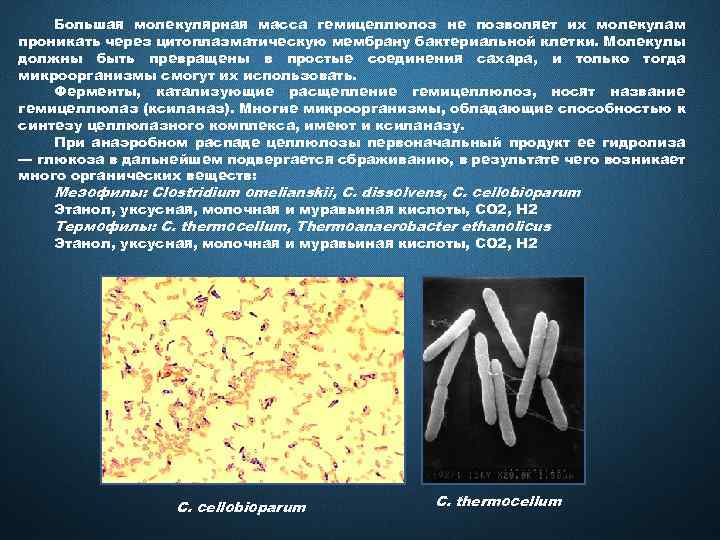 Большая молекулярная масса гемицеллюлоз не позволяет их молекулам проникать через цитоплазматическую мембрану бактериальной клетки.