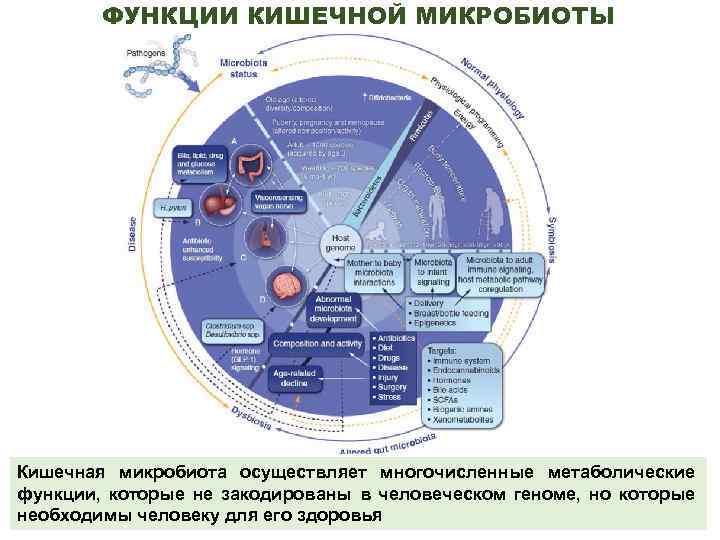 ФУНКЦИИ КИШЕЧНОЙ МИКРОБИОТЫ Кишечная микробиота осуществляет многочисленные метаболические функции, которые не закодированы в человеческом