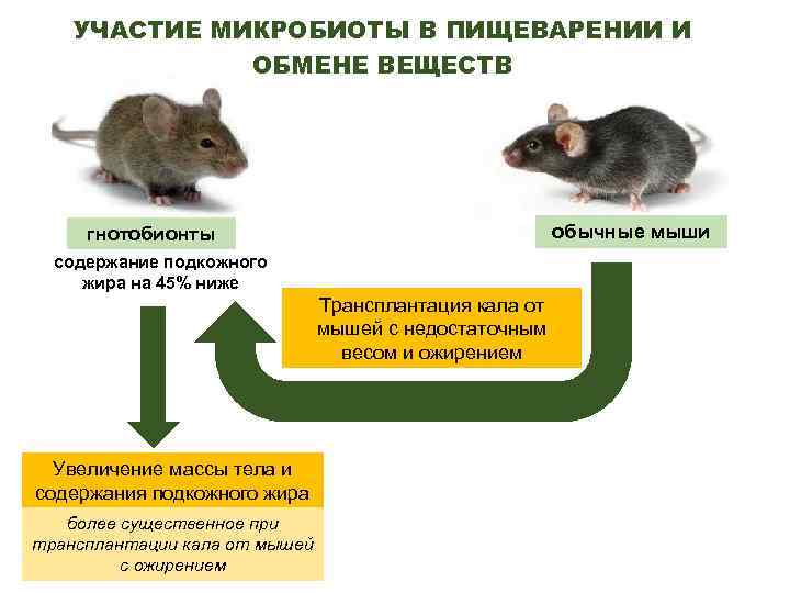 УЧАСТИЕ МИКРОБИОТЫ В ПИЩЕВАРЕНИИ И ОБМЕНЕ ВЕЩЕСТВ обычные мыши гнотобионты содержание подкожного жира на