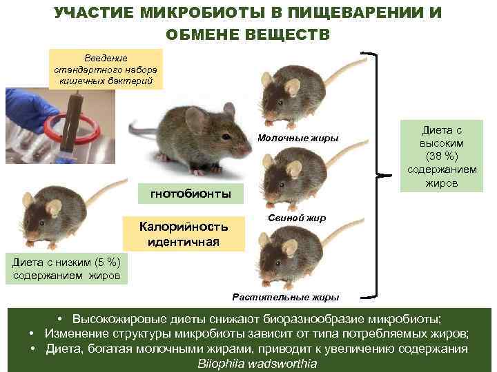 УЧАСТИЕ МИКРОБИОТЫ В ПИЩЕВАРЕНИИ И ОБМЕНЕ ВЕЩЕСТВ Введение стандартного набора кишечных бактерий Молочные жиры