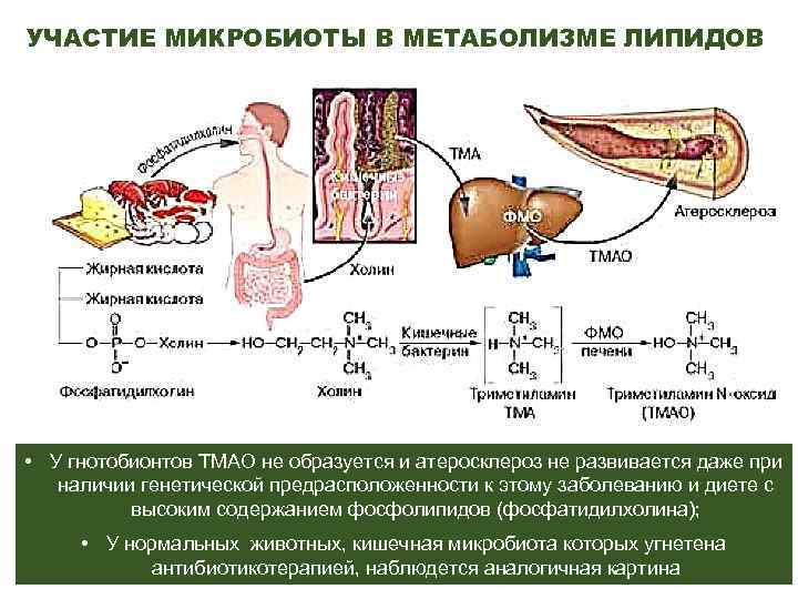 УЧАСТИЕ МИКРОБИОТЫ В МЕТАБОЛИЗМЕ ЛИПИДОВ • У гнотобионтов ТМАО не образуется и атеросклероз не