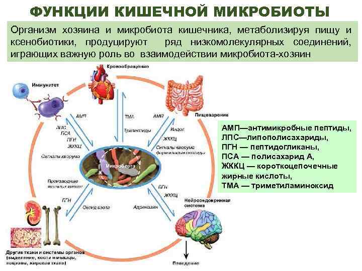 Состав микробиома