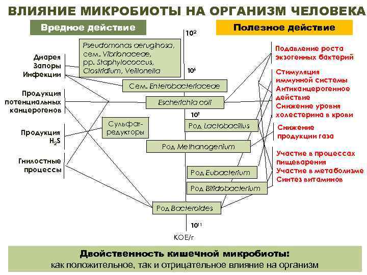 ВЛИЯНИЕ МИКРОБИОТЫ НА ОРГАНИЗМ ЧЕЛОВЕКА Вредное действие Диарея Запоры Инфекции Продукция потенциальных канцерогенов Продукция