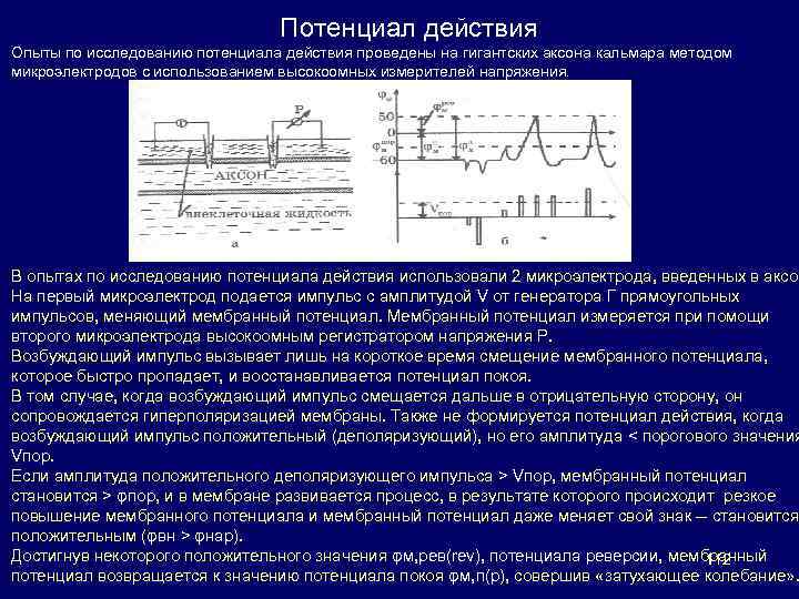 Потенциал действия Опыты по исследованию потенциала действия проведены на гигантских аксона кальмара методом микроэлектродов