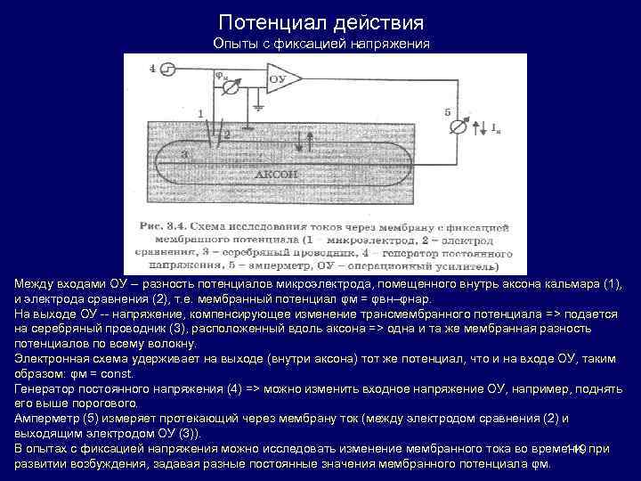 Потенциал действия Опыты с фиксацией напряжения Между входами ОУ -- разность потенциалов микроэлектрода, помещенного