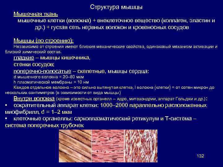 Стенки внутренних органов состоят из мышечной ткани скелетной гладкой