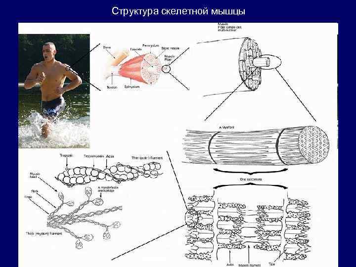 Структура скелетной мышцы 133 