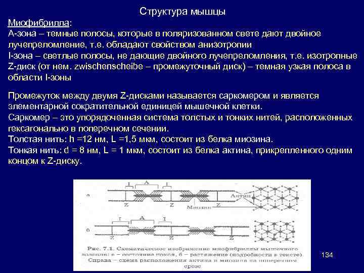 Структура мышцы Миофибрилла: А-зона – темные полосы, которые в поляризованном свете дают двойное лучепреломление,