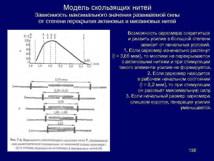 Модель скользящих нитей Зависимость максимального значения развиваемой силы от степени перекрытия актиновых и миозиновых