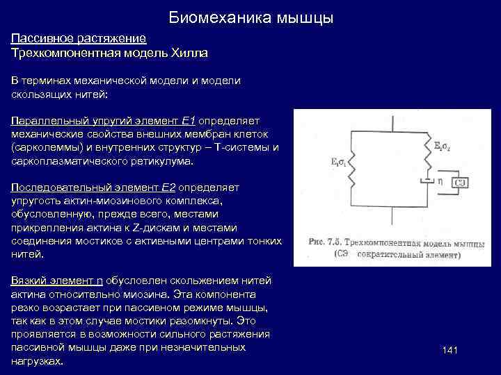 Биомеханика мышцы Пассивное растяжение Трехкомпонентная модель Хилла В терминах механической модели и модели скользящих