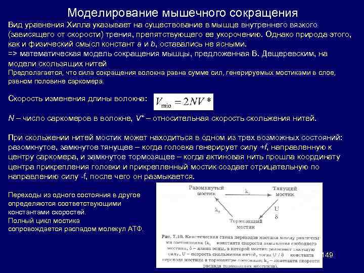 Скорость сокращения. Моделирование мышечного сокращения. Модель Хилла мышечного сокращения. Сокращение мышц моделирование. Уравнение Хилла для скорости мышечного сокращения.