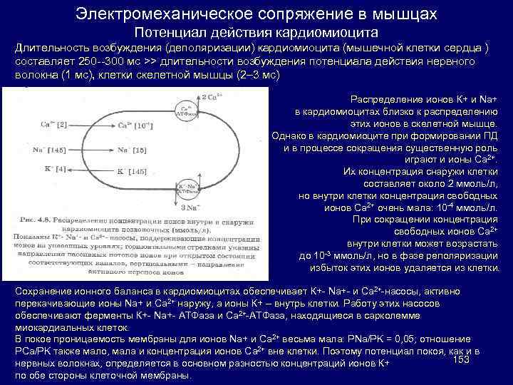 Электромеханическое сопряжение в мышцах Потенциал действия кардиомиоцита Длительность возбуждения (деполяризации) кардиомиоцита (мышечной клетки сердца