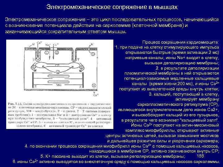 Электромеханическое сопряжение в мышцах Электромеханическое сопряжение – это цикл последовательных процессов, начинающийся с возникновения