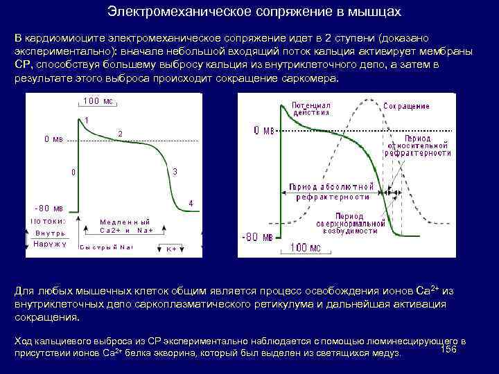 Входящий кальциевый ток в кардиомиоцитах выполняет функцию