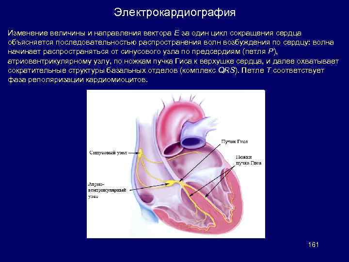 Электрокардиография Изменение величины и направления вектора Е за один цикл сокращения сердца объясняется последовательностью